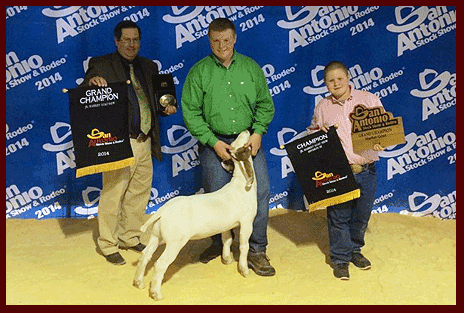 San Antonio Champion Goat